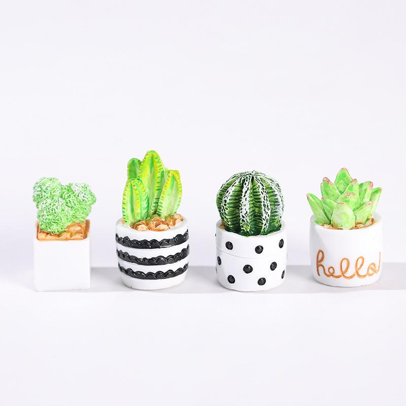 Набор из 4-х миниатюрных сукку – обзор и цена Succulent Set