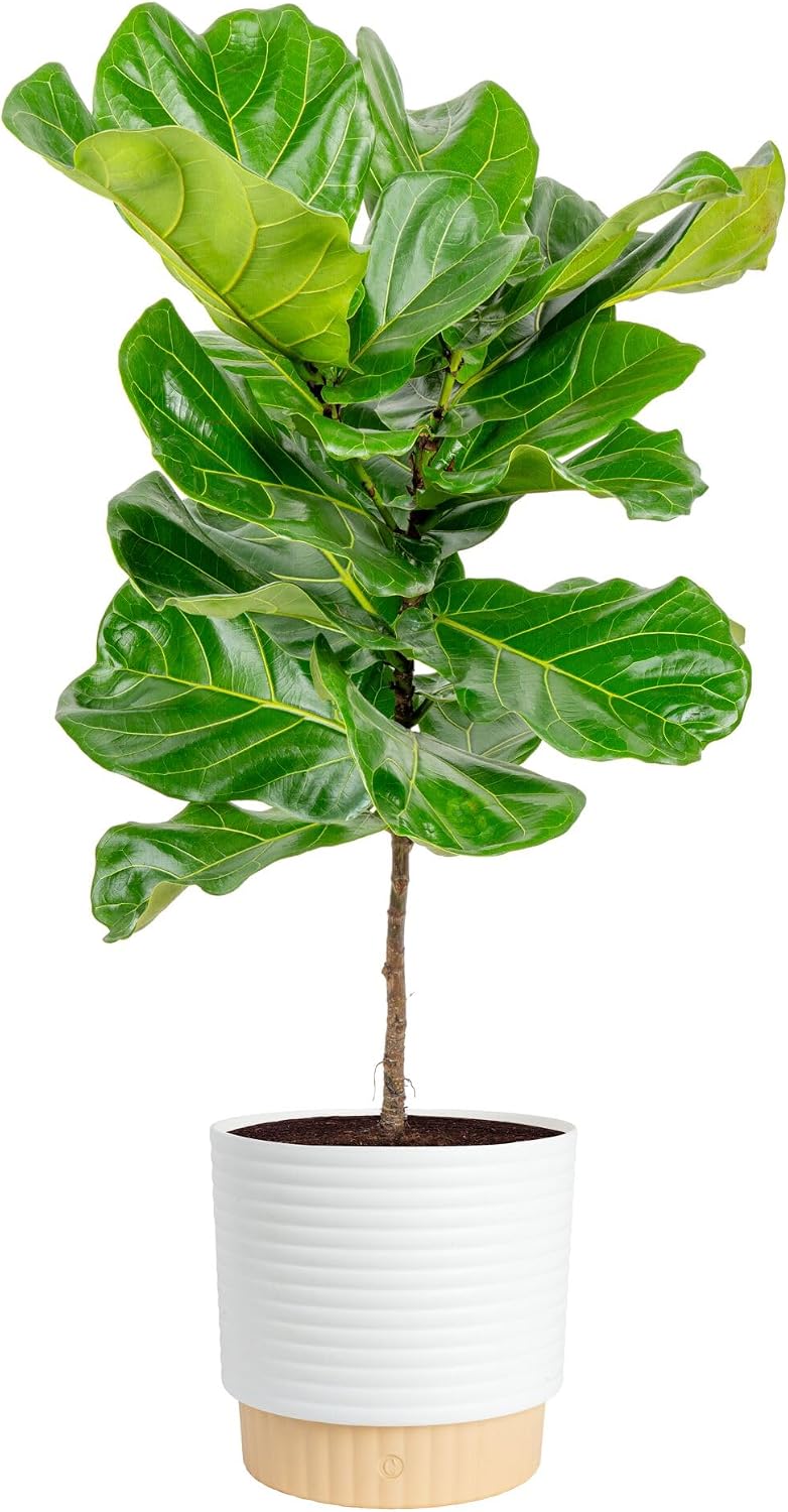 Фиговое дерево «Фидл-лиф», жив – обзор и цена Fiddle Leaf Fig